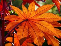 Comment affûter les couteaux du broyeur de végétaux ?