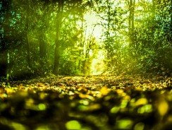 Broyeur de végétaux électrique ou thermique ?