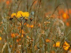 Comment choisir son broyeur de végétaux ?
