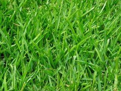 Quel essence pour rotofil à essence ?