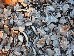 Quel est meilleur broyeur de végétaux ?