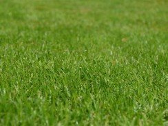 Rotofil : comment choisir ?